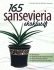 165 Sansevieria Ekslusif